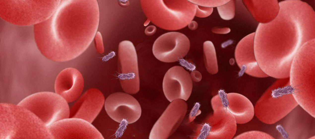 superbugs-study-reveals-complex-picture-of-e-coli-bloodstream