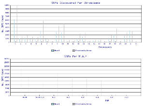 SNPs discovered per chromosome and SNPs per M.A.F. (Last updated Mon 07-Jan-2008 14:40:42)