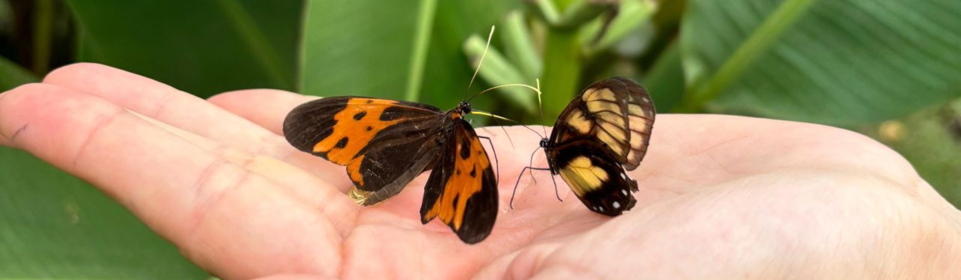 Arif Maulana / Wellcome Sanger Institute