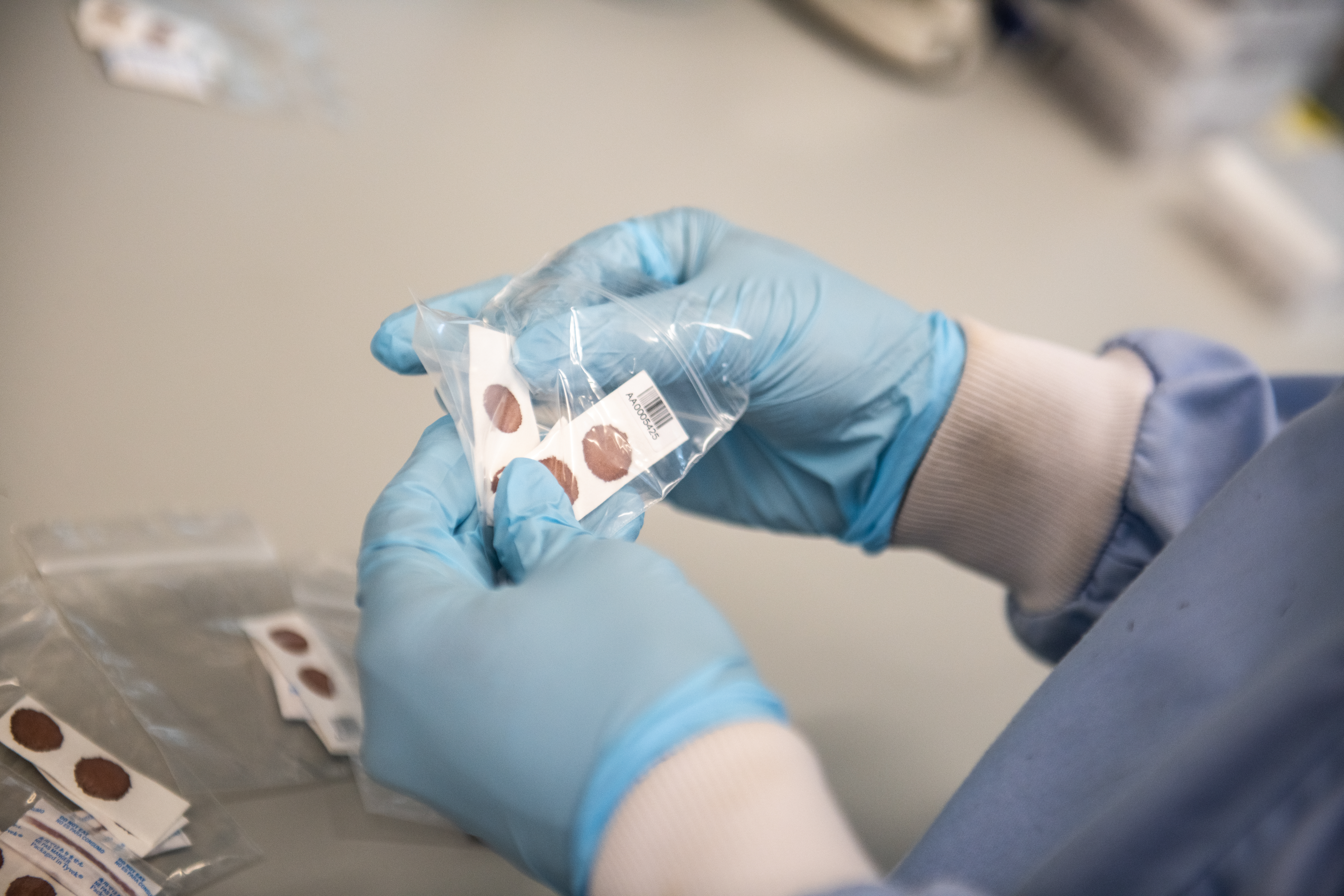 A gloved hand reaches into a clear plastic bag to remove filter paper with dried blood spots. These blood spots contain malaria parasites that will be sequenced.