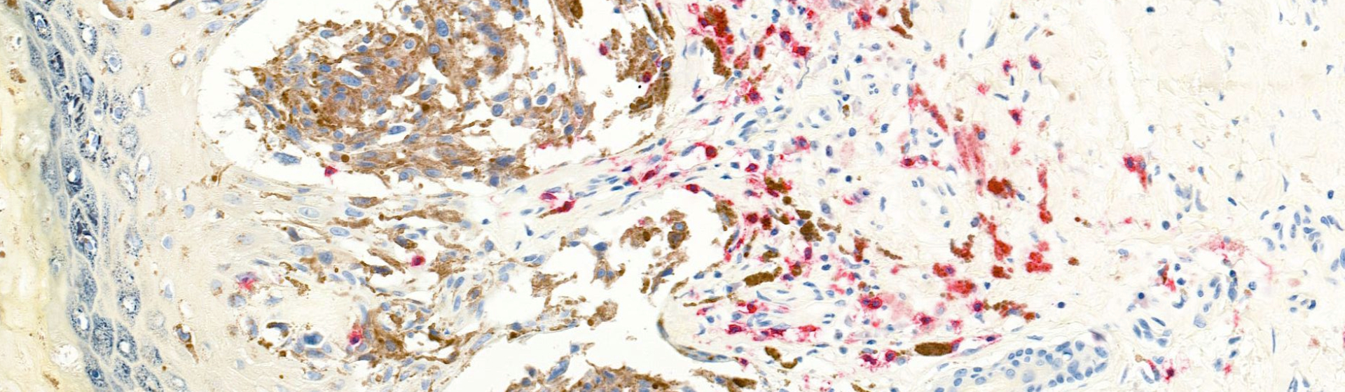 David Adams / Wellcome Sanger Institute 