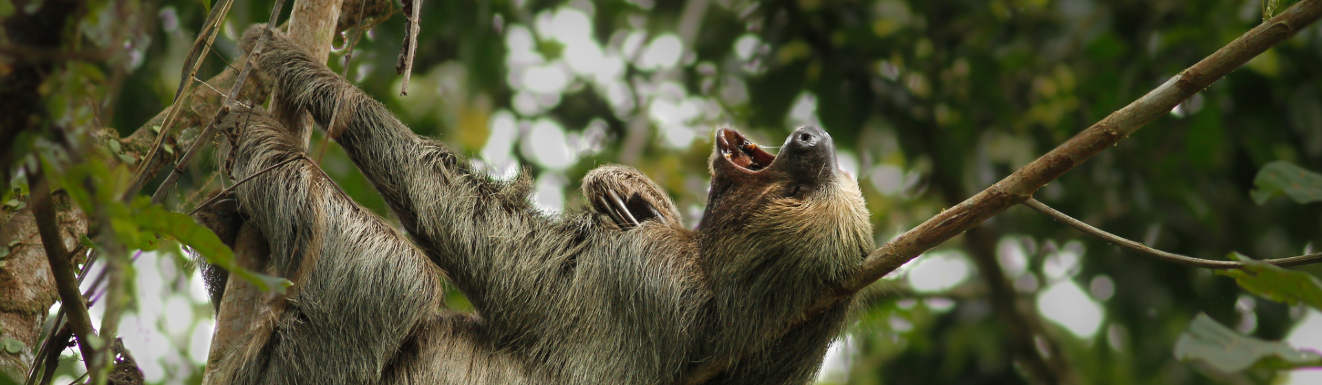 Linnaeus's Two-toed Sloth / Julien Renoult 