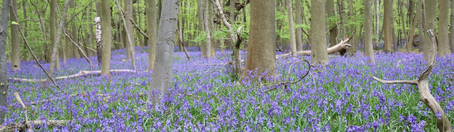  Luke Lythgoe / Wellcome Sanger Institute
