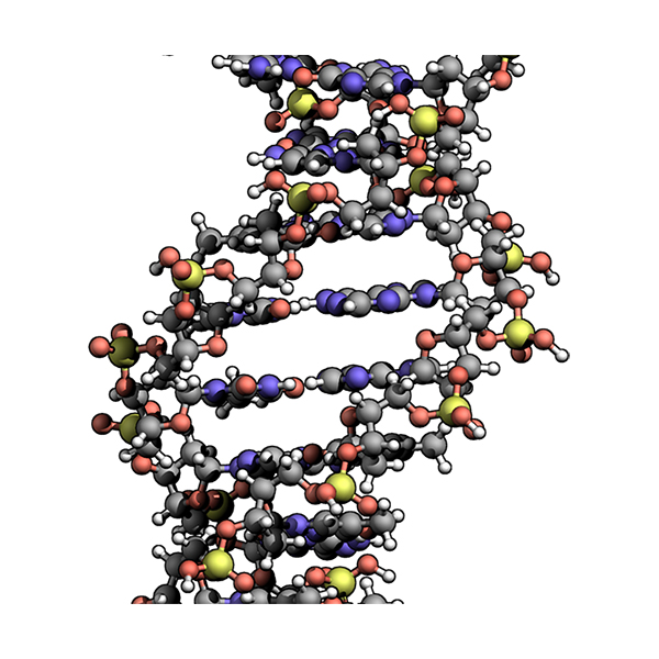 DNA molecule