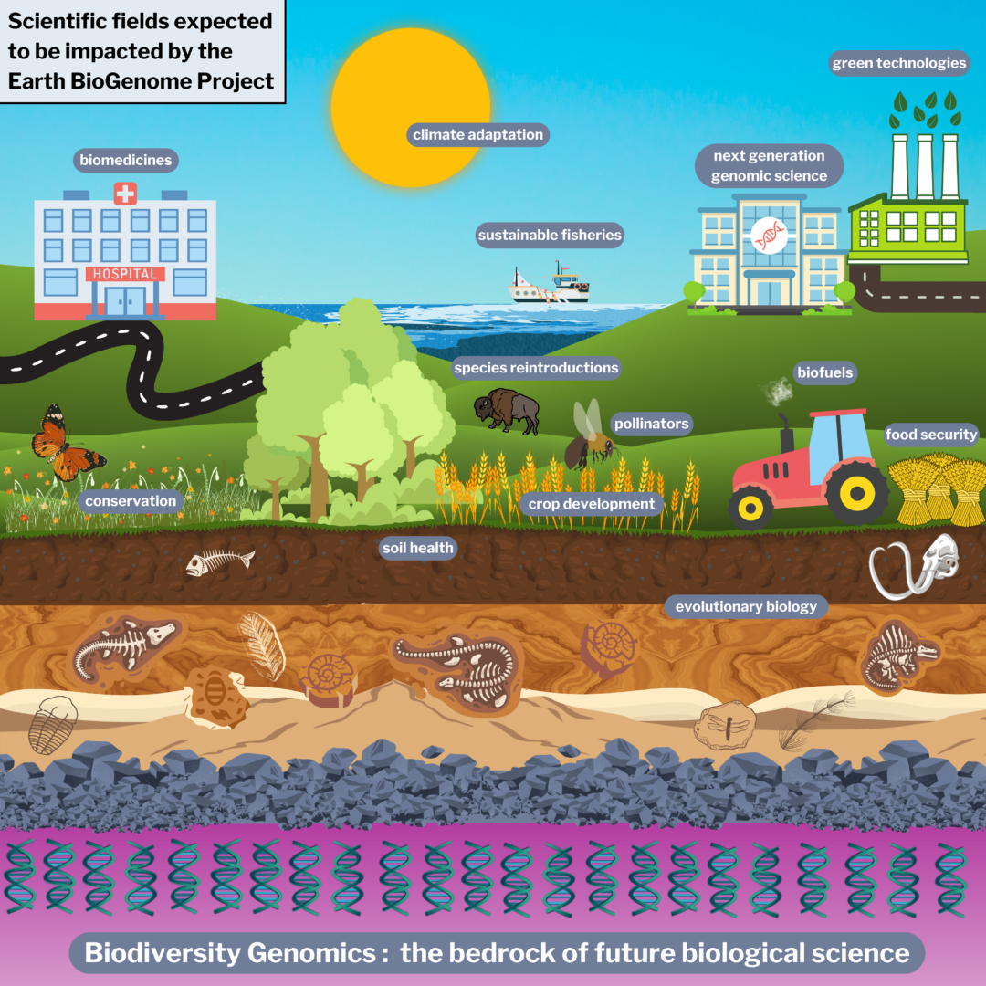 Scientific fields expected to be impacted by the Earth BioGenome Project - biomedicines, climate adaptation, green technologies, next generation genomic science, sustainable fisheries, species reintroduction, biofuels, pollinators, food security, conservation, crop development, soil health and evolutionary biology