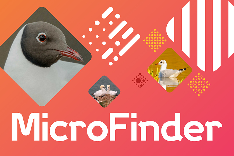 Download MicroFinder from GitHub