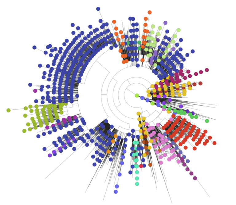 The phylogenetic tree indicates the position of the UK genomes within a global context