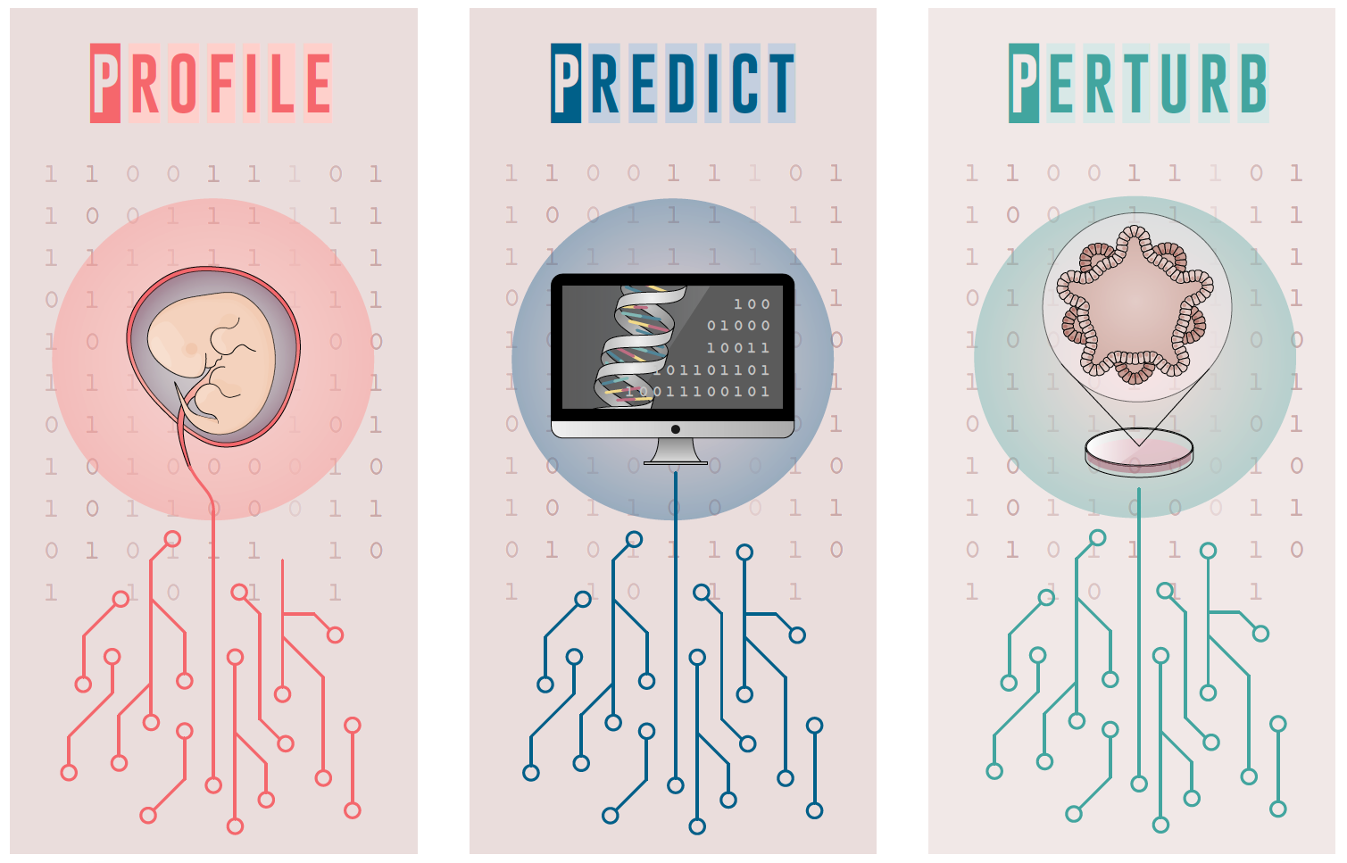 Graphic illustrating the three pillars of the Vento-Tormo Lab's approach - Profile (illustrated with a human embryo), Predict (illustrated with a computer) and Perturb (illustrated with an organoid)