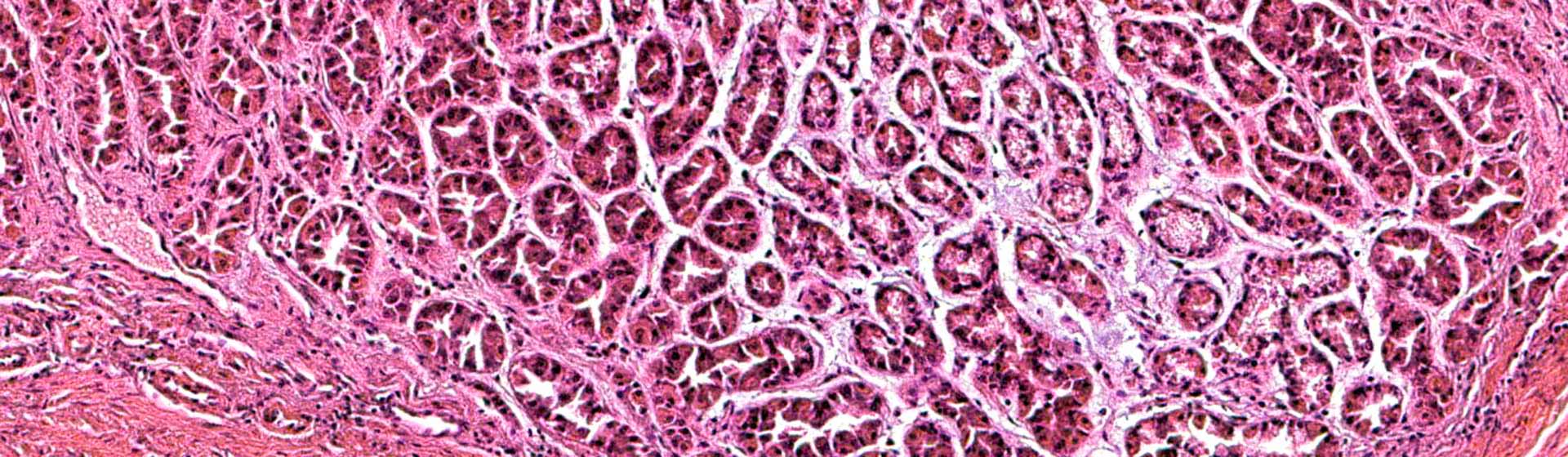 Wellcome Sanger Institute