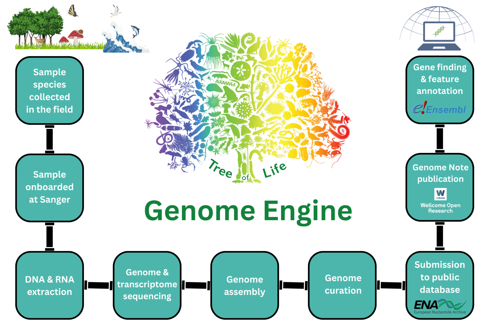The Tree of Life programme's Genome Engine - The pipeline from sampling to gene identification - 1. Sample collected in the field, 2. Sample onboarded at Sanger, 3. DNA and RNA extraction, 4. Genome and transcriptome sequencing, 5. Genome assembly, 6. Genome curation, 7. Submission to public database (European Nucleotide Archive - ENA), 8. Genome Note publication on Wellcome Open Research, 9. Gene finding and feature annotation on the Ensembl database