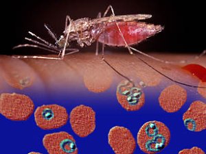 The Weapons in Malaria's Evolutionary Arms Race – Wellcome Sanger Institute