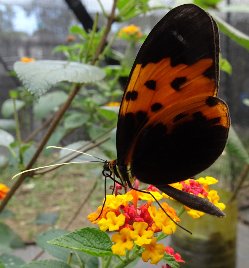 Image Credit: Eva van der Heijden, Wellcome Sanger Institute