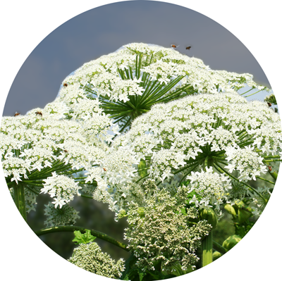 Giant Hogweed