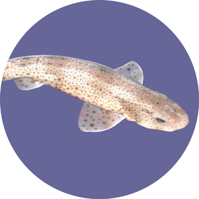 Lesser Spotted Catshark