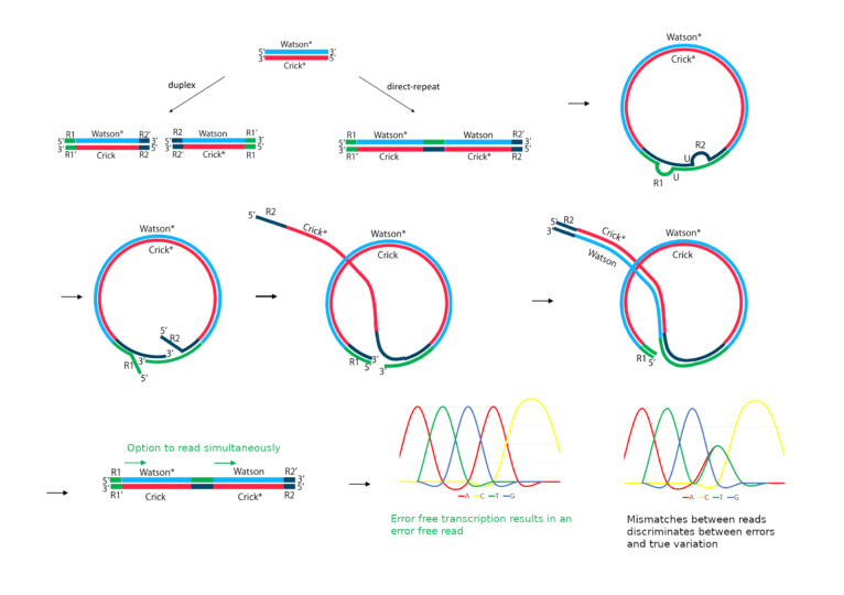 Truplex Sanger Technology: diagram on how it works