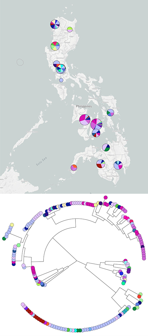 Distribution of E. coli genotypes across the Philippines visualised using http://Microreact.org