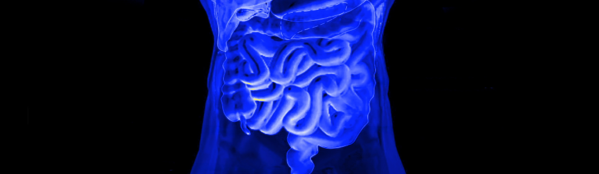 Human digestive system. Adapted from: BruceBlaus/Wikimedia Commons