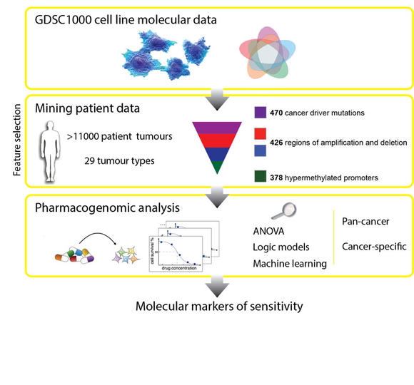 Cancer cell lines predict drug response