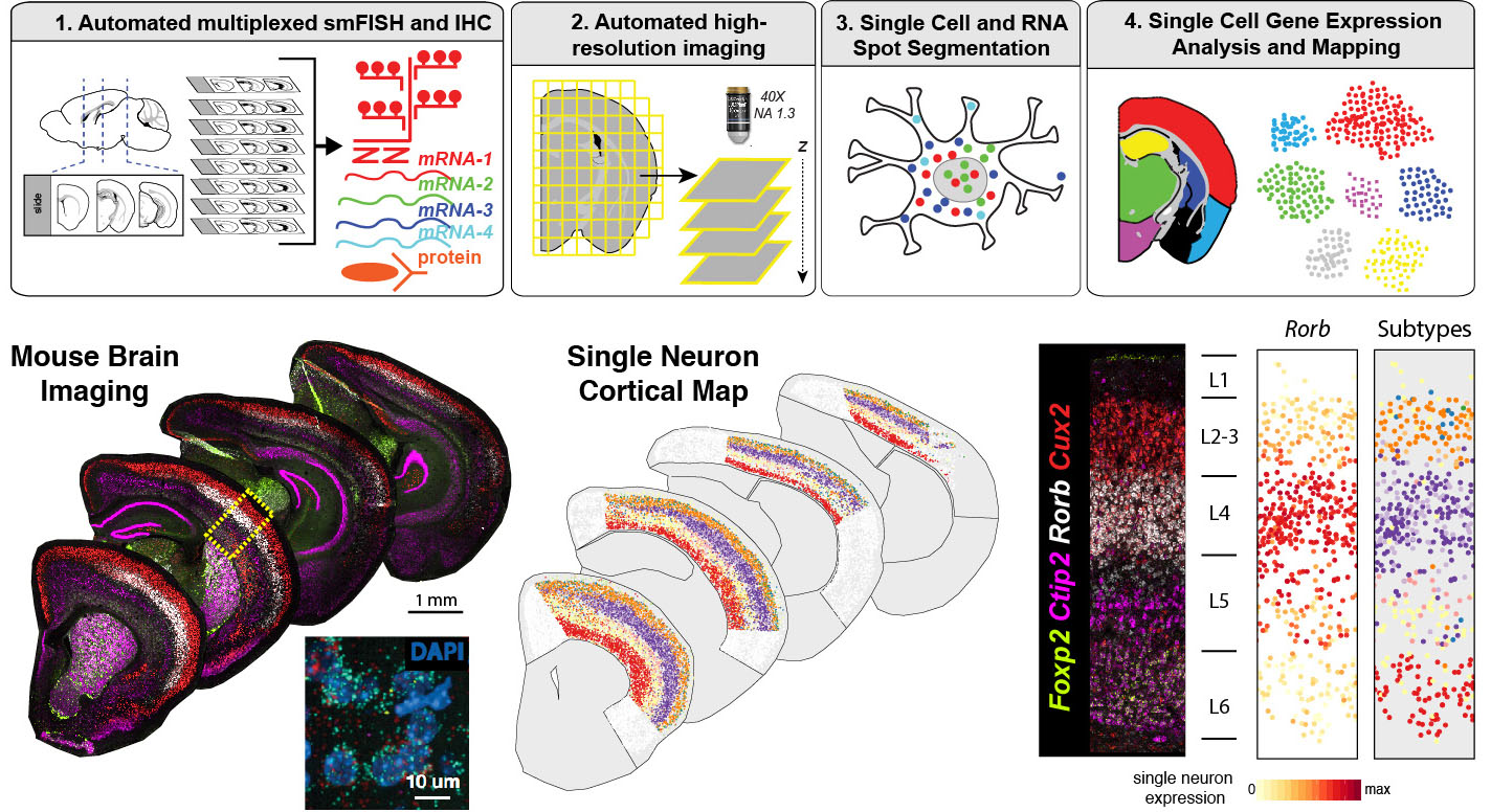 Top: Large scale spatial transcriptomic pipeline. Bottom: Mapping neuronal subtypes across cortical layer and areas in the mouse brain at single cell resolution in situ.