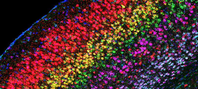 Cortical layers in mouse brain. Kenny Roberts, Wellcome Sanger Institute.