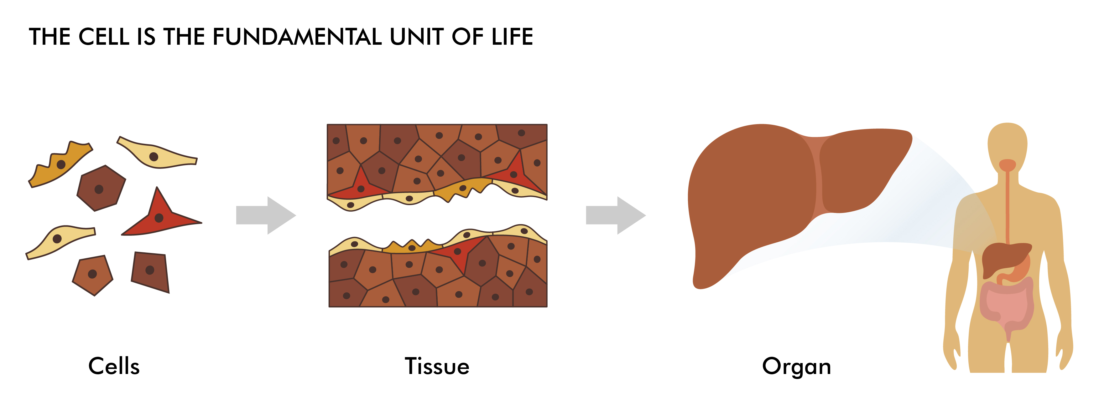 Tissues and organs