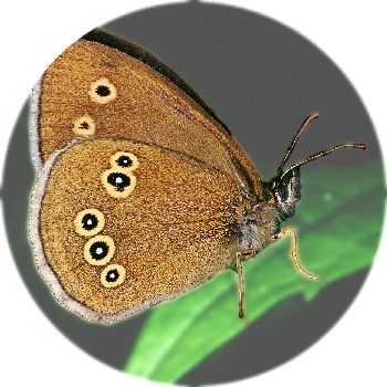 Ringlet Butterfly