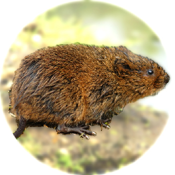 Water Vole