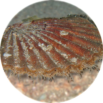 Giant Scallop