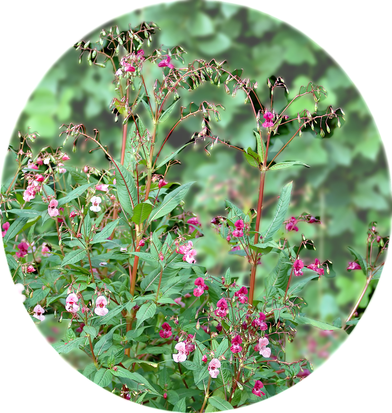 Indian Balsam