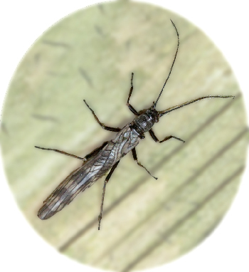 Northern February Red Stonefly