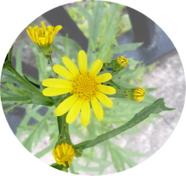 Oxford Ragwort