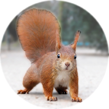 Red Squirrel