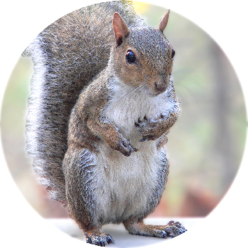 Grey Squirrel