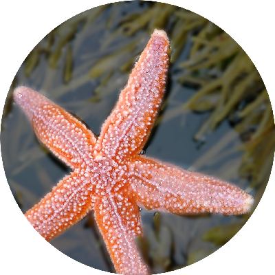 Common Starfish